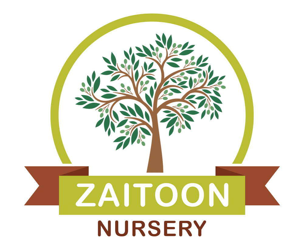 zn.brightchoicellp.dev